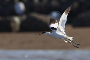 A shorebird called Pied Avocet is captured mid-flight with few water droplets visible behind its legs. Blurred beach with rocks fill the background.
