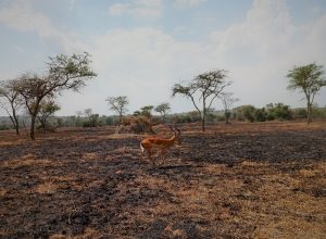 A single horned impala antelope walking across a scorched dry savannah field dotted with scattered acacia trees.