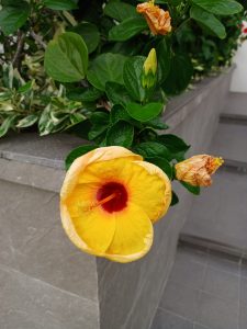A bright yellow hibiscus flower with a dark red center blooming beside a withered blossom in a garden planter next to stairs.
