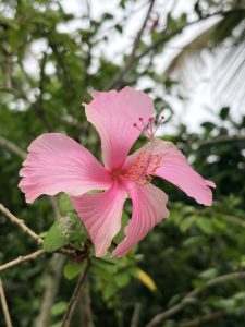 A vibrant light pink hibiscus flower is captured in a close up shot, showcasing its five delicate petals spreading outward from a darker pink center.