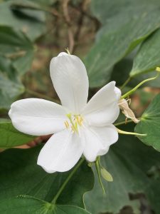 A closeup photograph of a vibrant, pure white orchid like flower with five rounded petals in full bloom, showcased against a background of lush, dark green leaves. At the center of the blossom, delicate light green filaments extend outward, topped with bright yellow anthers containing pollen.
