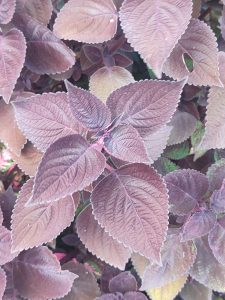 Dense purple heart-shaped leaves with scalloped edges and visible veins.
