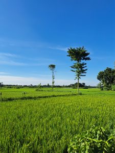 A lush green rice paddy field with two slender trees standing in the middle distance beneath a deep blue sky with thin, wispy clouds.
