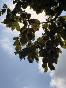 Photograph of the sky with tree branches in silhouette, the shadow is visible, but so is the greenish color of the leaves.