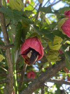 A fuzzy bumblebee with a cream-colored thorax, dark wings, and orange-brown abdomen is tucked inside a drooping pink flower. Green leaves, other pink blooms, and branches surround it against a bright sky.
#wordpresscommunity