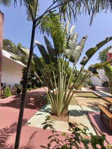 Banana tree with large green leaves in a sunny garden.