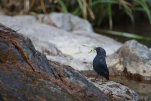 A male Plumbeous Water Redstart stands on a rock near water. It is holding a small green insect in its beak. It’s extending its neck looking vigilant, probably worried about other birds stealing its meal. The background shows more rocks, some partially submerged in water, and tall grasses along the edge of the stream.
