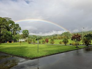 Dense tropical vegetation with tall trees and lush green foliage, various plants, and a beautiful rainbow in the background.