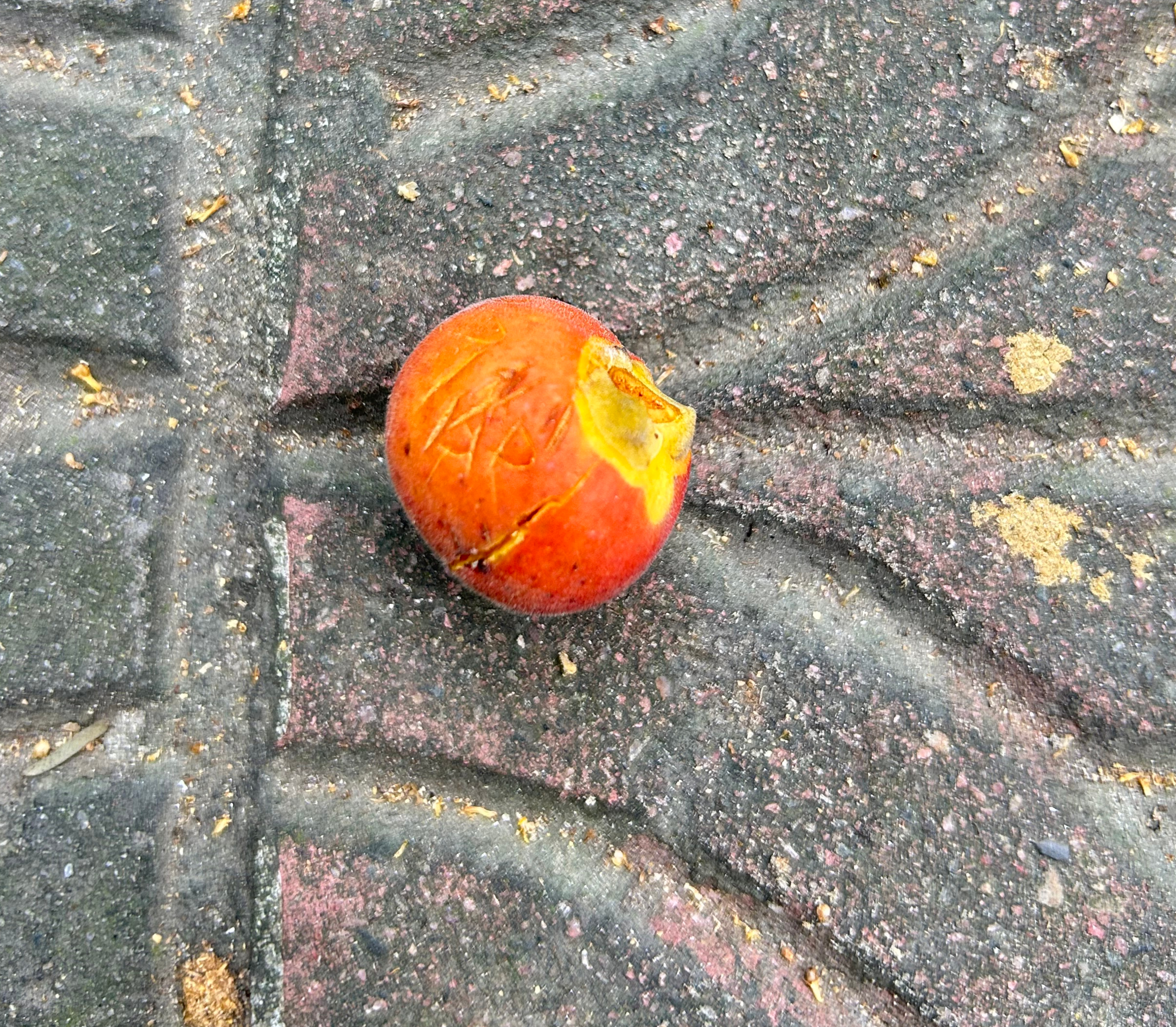 A small reddish-orange fruit with a cracked surface resting on dark gray pavement.