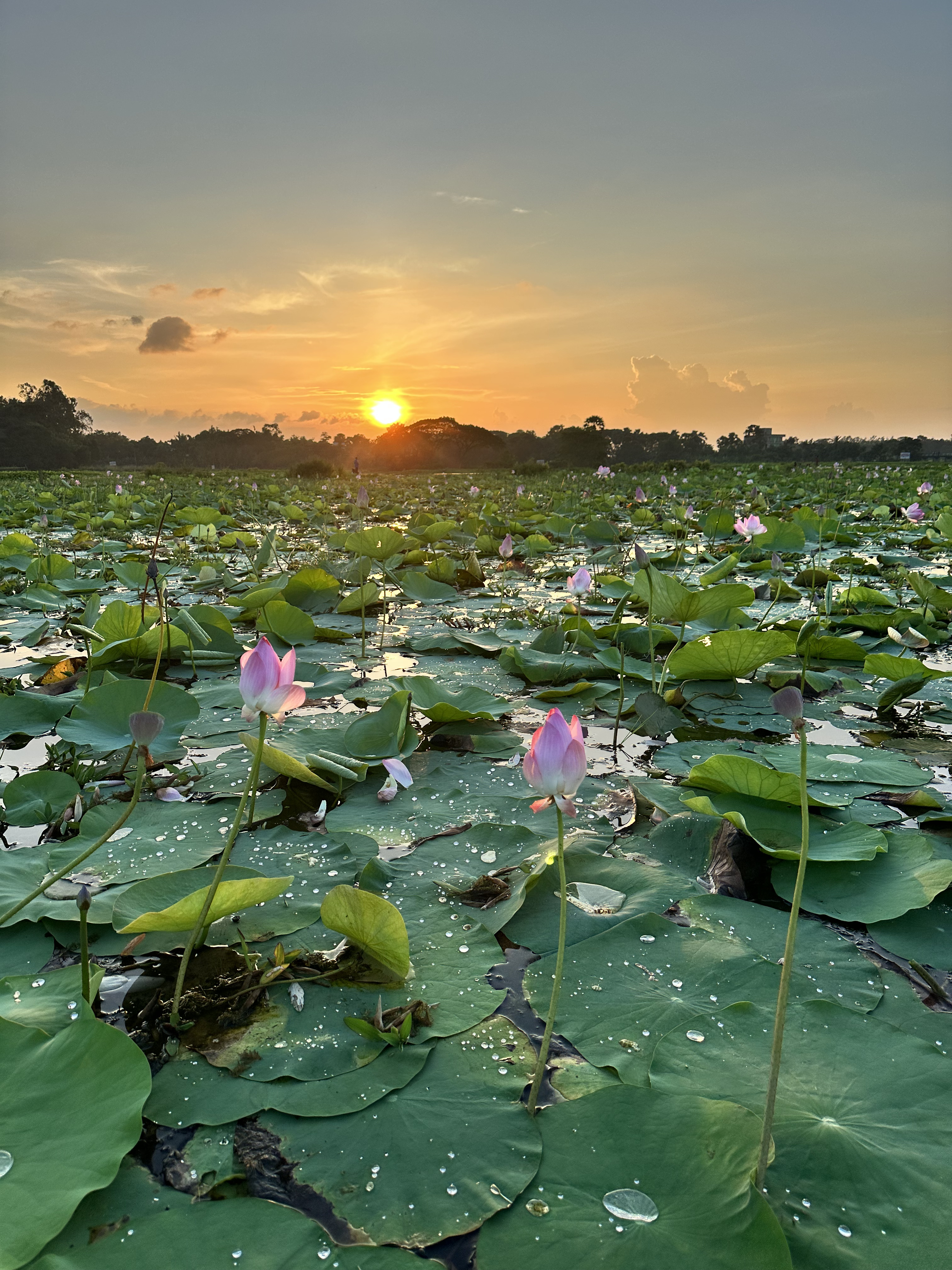 Lotus flowers gracefully positioned as the sun sets, casting warm hues across the sky.