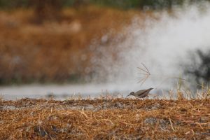 A Common Sandpiper stands on a soil pond bank cover with short brown/golden grasses. It’s leaning forward to search for food in the grasses. The background features more blurred golden grasses and splashes of water droplets created by the wooden wheels placed by farmer in the pond.
