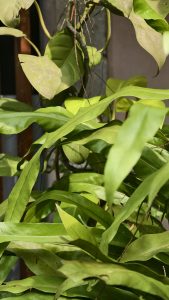 Long wavy green leaves of a tropical climbing plant basking in bright daytime sunlight.
