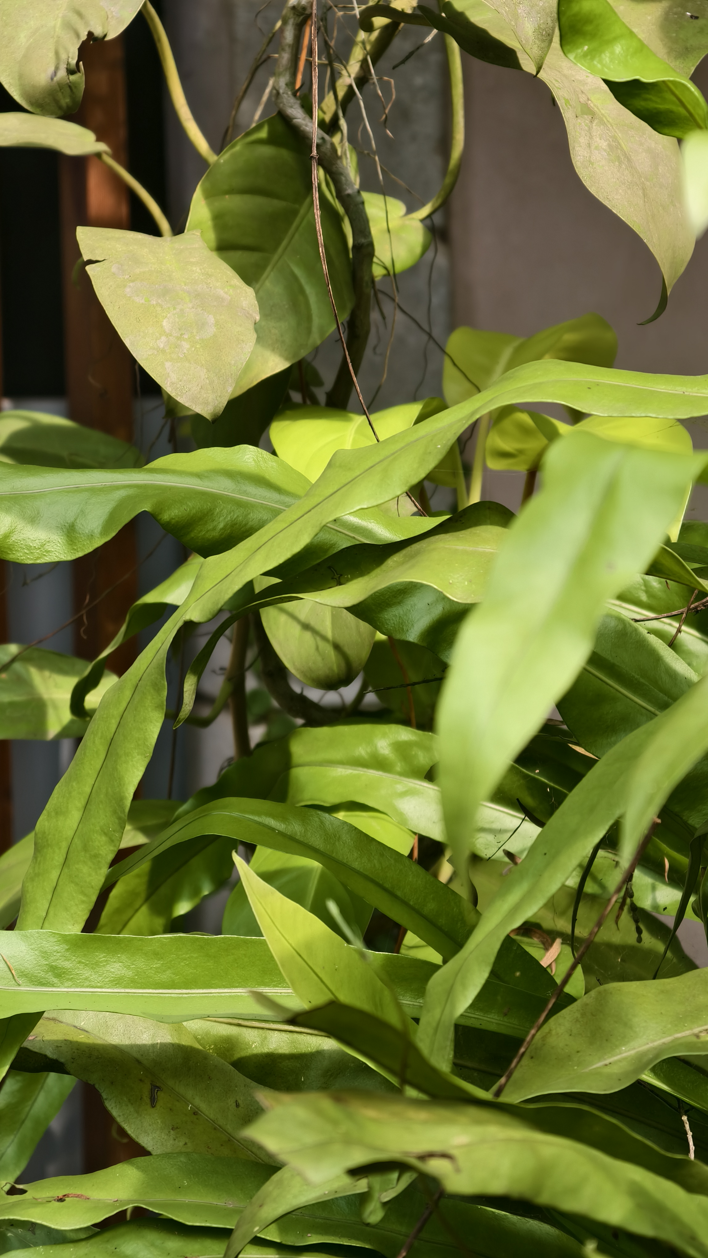 Long wavy green leaves of a tropical climbing plant basking in bright daytime sunlight.