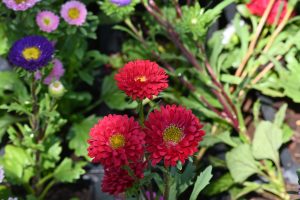 Close-up shot of deep red China asters (Callistephus chinensis) featuring layered ruffled petals and yellow center disks, surrounded by purple asters and green garden foliage in soft sunlight.
