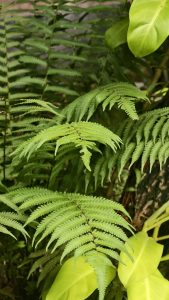 Delicate green fern fronds spreading outward among bright lime green leaves in an outdoor garden.
