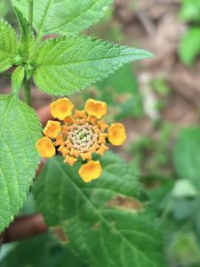 An overhead, close-up shot captures a small, round cluster of Lantana camara flowers surrounded by vibrant green foliage.