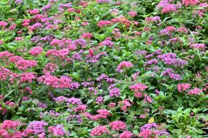 Dense garden bed of blooming pink and purple star-shaped flowers with vibrant green leaves.