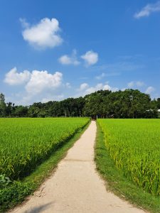A narrow concrete village pathway stretching between lush green rice paddy fields toward a line of dense trees beneath a bright blue sky dotted with white clouds.