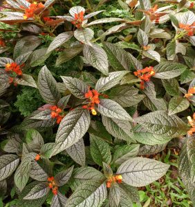 A lush garden plant with dark metallic-bronze textured leaves bearing small clusters of bright orange tubular blossoms.