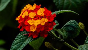 Cluster of bright red and yellow flowers with large green leaves against a blurred background.