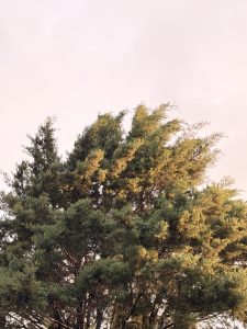 Photograph of a sunset illuminating the top of a pine tree.