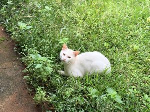 A fluffy white cat with amber eyes is lying comfortably in a patch of lush green grass