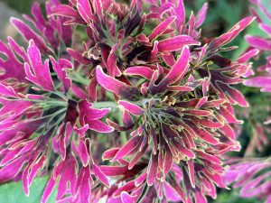 Close-up of colorful Coleus leaves with magenta-pink and dark purple centers, serrated edges, and bright lime-green borders.