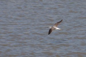 A Common Greenshank is captured in-flight above the ocean.

