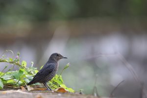 A small, dark gray bird stands on the edge of a stone step. The bird is a female, dark brown above, finely barred below, long bill, wings, and tail. The background is blurred. Few fallen leaves are near the bird. Some vegetation are behind the bird, at the bottom left corner of the frame.