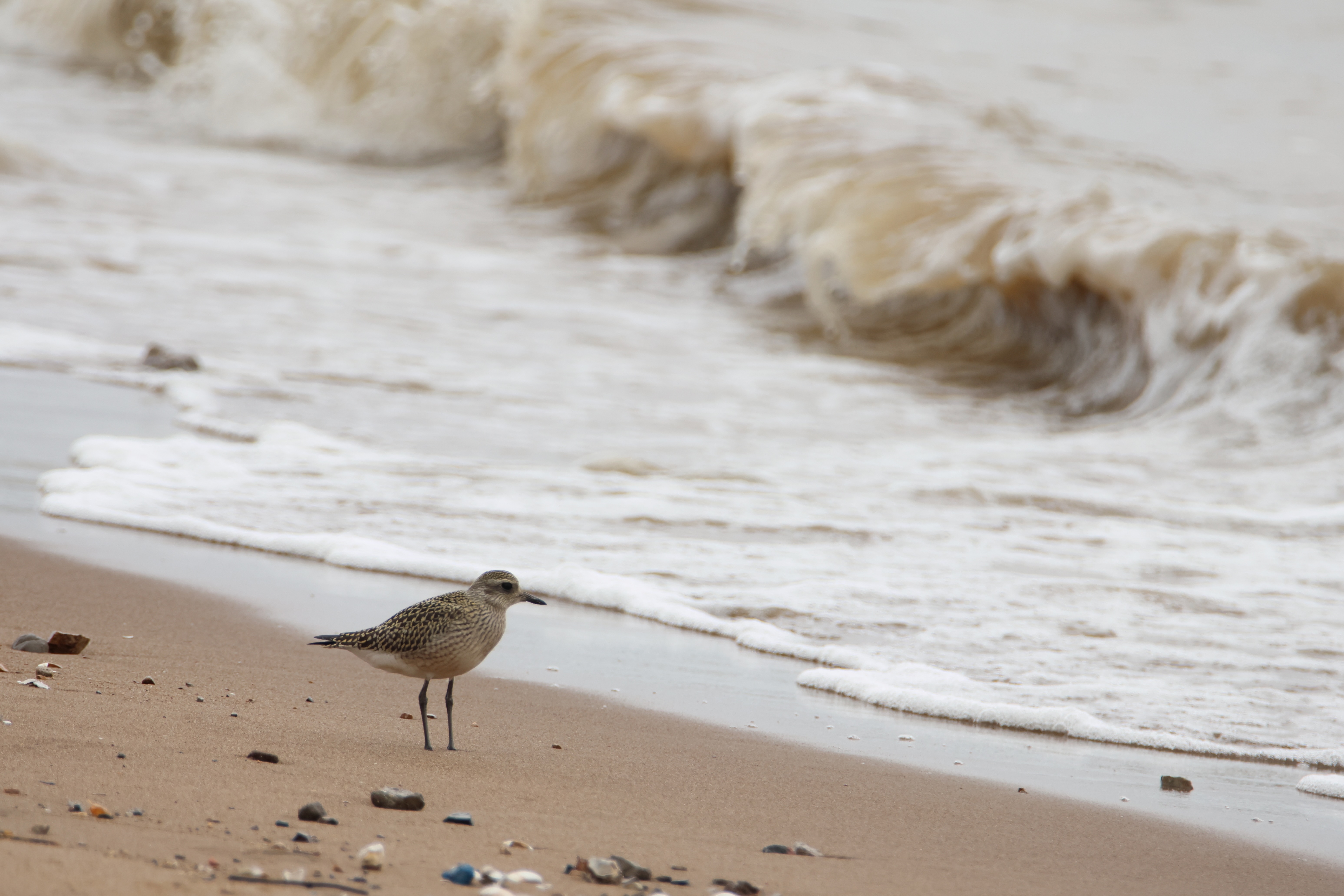 A solitary Grey Plover stands on a sandy beach near crashing waves. These chunky shorebirds show a striking black-and-white breeding plumage, shifting to a drab gray in nonbreeding.