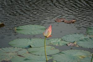 Lotus flower in water pond.