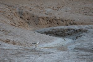 A shorebird stands on a muddy, uneven bank amidst a desolate landscape. The ground is composed of dry, earthy tones – browns and grays – with small channels or streams carving through the terrain.