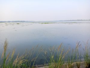 A scenic view of a wide, calm body of water under a soft, pale sky, with tall grasses growing along the muddy shore in the foreground.
