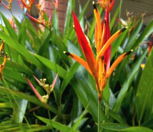 
A blooming Heliconia psittacorum flower surrounded by green leaves.