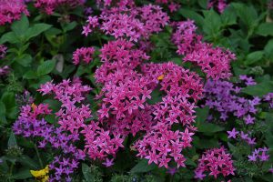 Detailed view of Egyptian Starcluster flowers featuring dense clusters of tiny five-petaled pink and lavender blossoms.