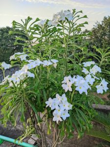 A vibrant bush filled with numerous white plumeria flowers and elongated green leaves under a clear sky.
