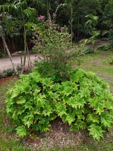 A dense, rounded mound of a bushy plant with purple flowers surrounded by other leafy green garden plants with deeply lobed leaves beneath flowering purple stalks in a shaded park near Lake Danao.