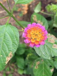 A close up shot of a round Lantana camara flower head with tiny florets that transition from bright yellow and orange in the center to a vivid pink and magenta around the perimeter.