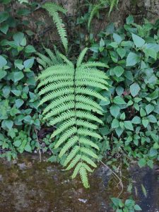 A vibrant green fern frond hangs centrally against a backdrop of dense, leafy green foliage. The prominent fern displays intricate, symmetrical leaflets growing over a textured stone wall.
