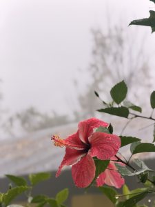A bright red hibiscus flower covered in raindrops, with a yellow and red stamen, surrounded by green leaves against a misty background.