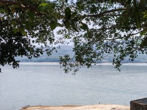 
A peaceful lake with gentle ripples, a leafy tree, and green hills in the background.