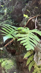 A bright green fern frond is featured in the foreground, showing detailed leafy segments, set against a blurred background of a mossy rock face.
