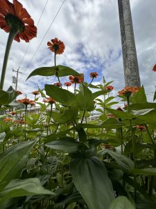 Bright orange zinnia flowers on green stems and leaves against a partly cloudy blue sky.