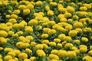 A vibrant field of full-bloom yellow marigold flowers with dense, ruffled petals and green leaves.