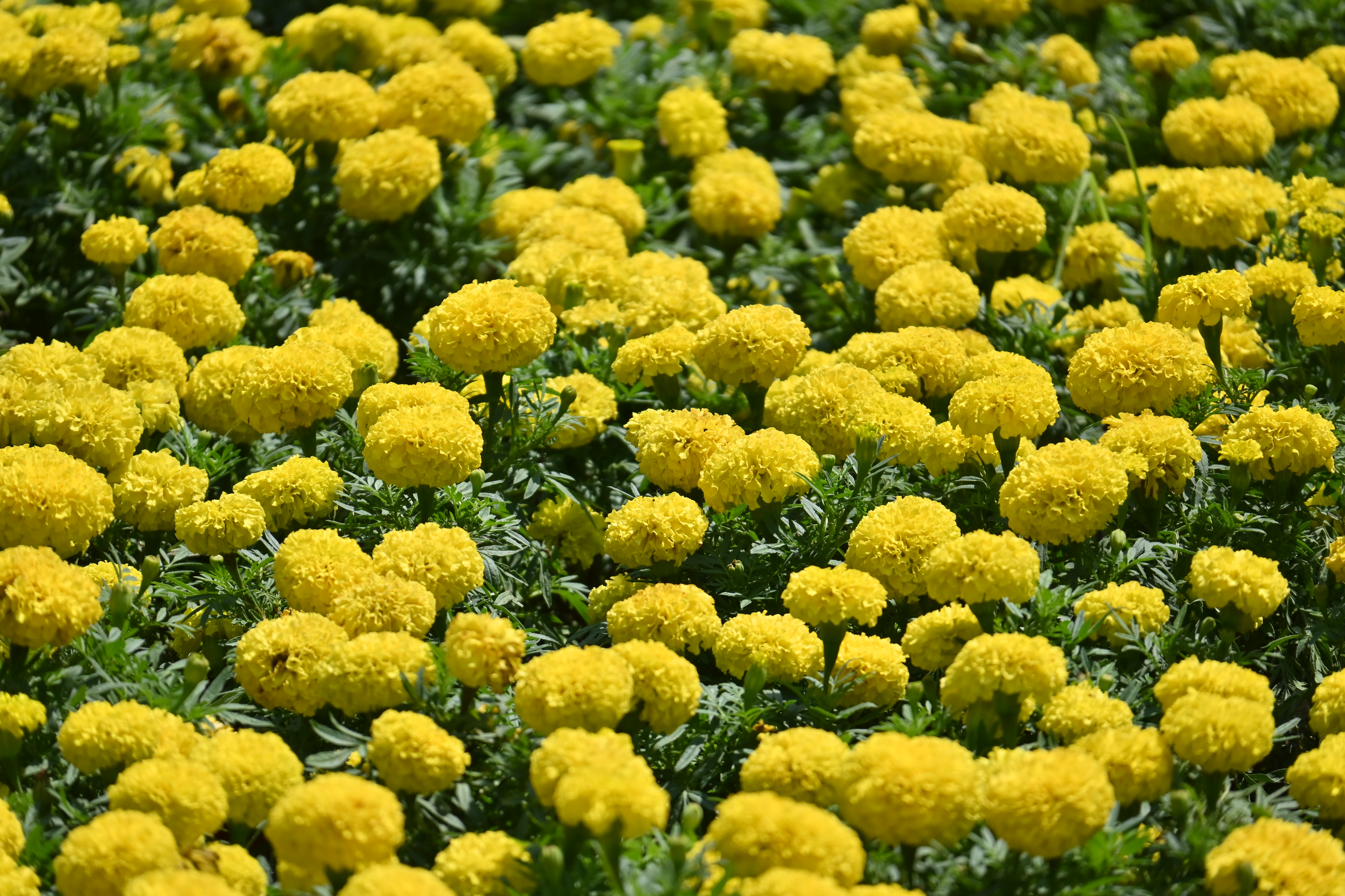 A vibrant field of full-bloom yellow marigold flowers with dense, ruffled petals and green leaves.