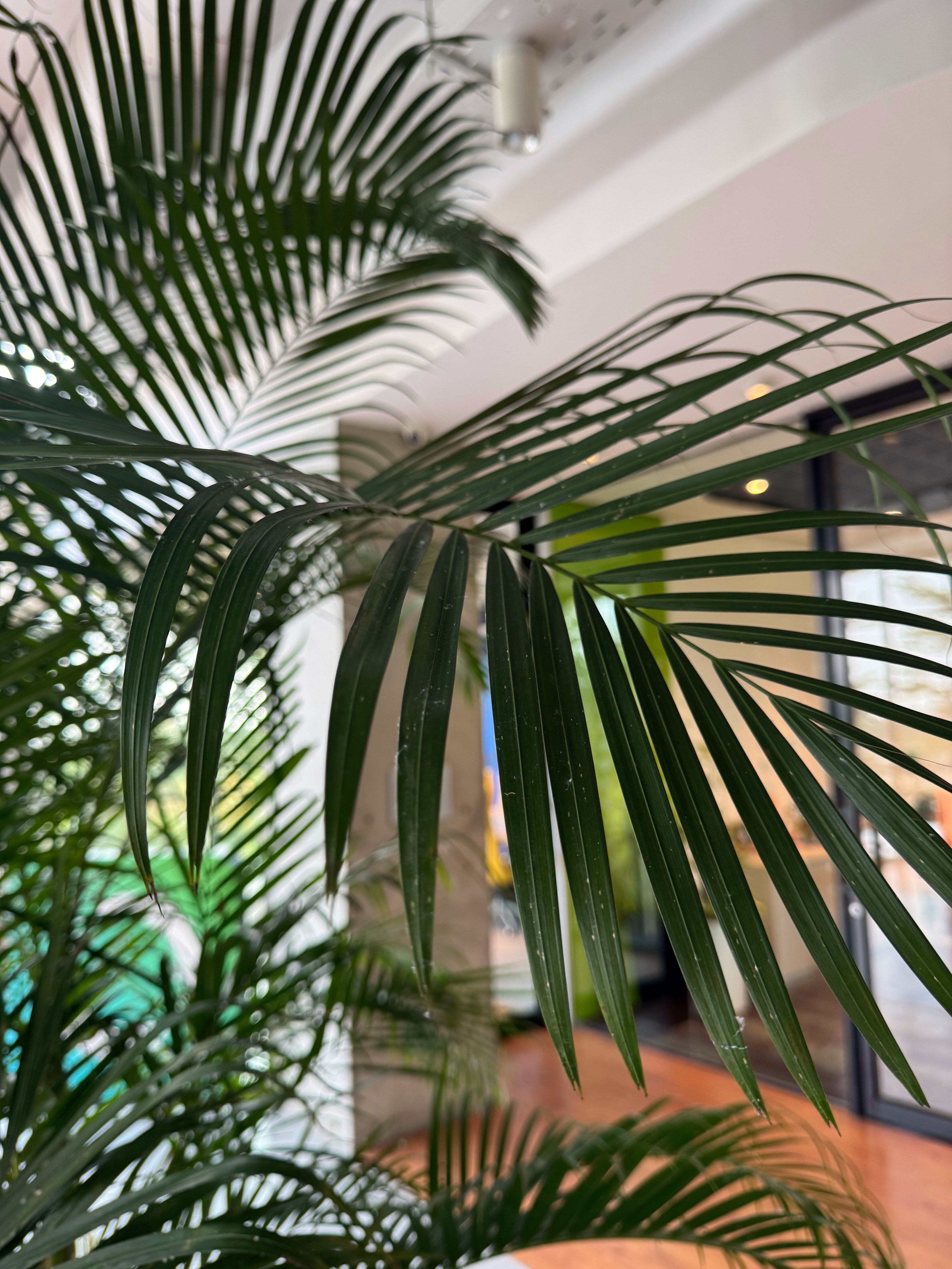 Indoor close-up shot of lush green palm fronds featuring slender leaflets, with a softly blurred modern office interior in the background.