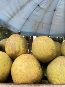 A close-up view of several round, yellowish-green fruits stacked on a wooden surface. 
