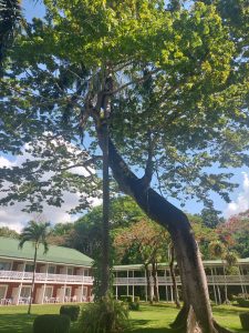Large tree with spreading branches on a well-kept lawn, with a building, red flowers, and a partly cloudy blue sky in Tambor, Puntarenas.