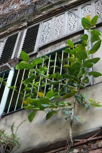 A green plant growing through a crack in a weathered wall with carved wooden panels, peeling paint, and green metal window bars.
