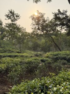 Tea bushes at Malnicherra Tea Estate in Sylhet, with tall trees and fresh tea leaves in the foreground.